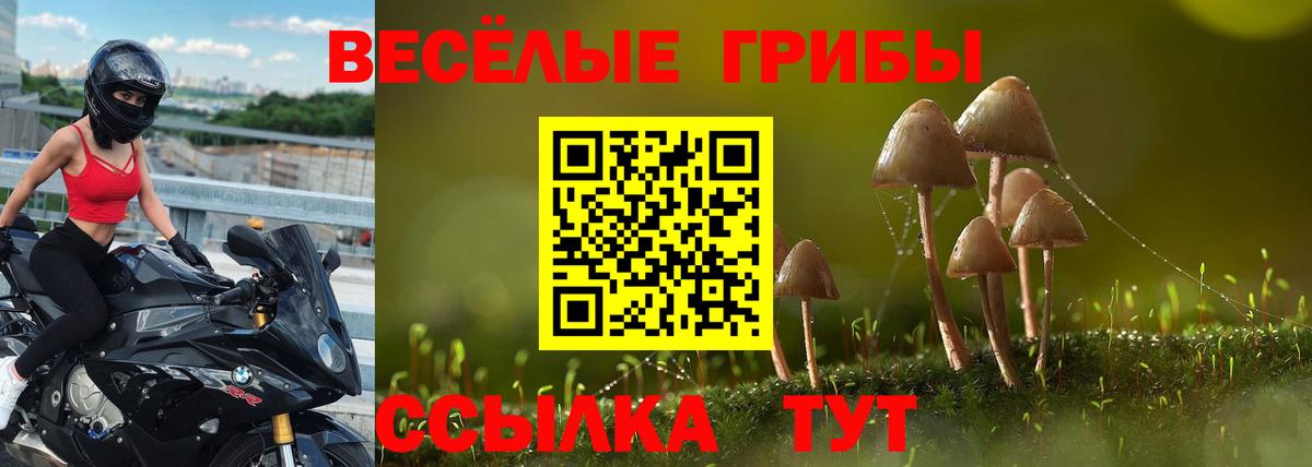 Галлюциногенные грибы Psilocybe Стерлитамак